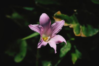 Close-up of pink flower