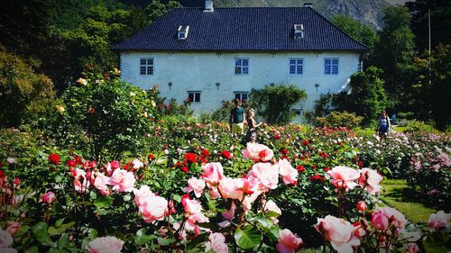 Flowers blooming in park