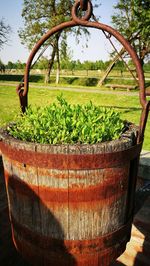 Close-up of potted plant against trees