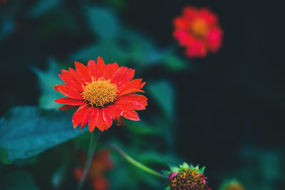 Close-up of red flower