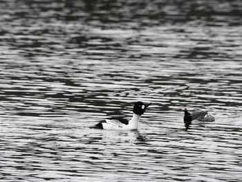Ducks swimming in lake