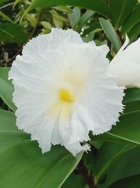 Close-up of white flowering plant