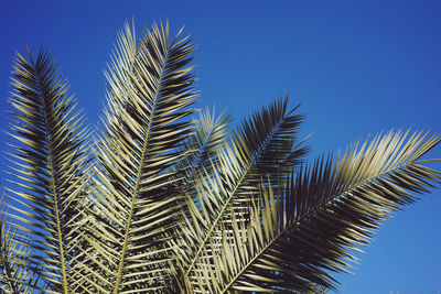 Low angle view of palm tree against clear blue sky