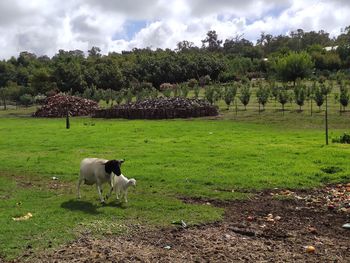 View of a sheep on landscape
