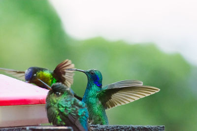 Close-up of peacock