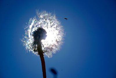 Low angle view of dandelion against blue sky