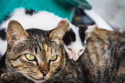 Close-up portrait of a cat