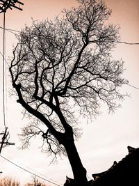 Low angle view of bare tree against sky