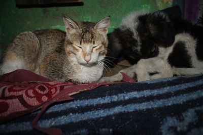 Portrait of cat resting on bed