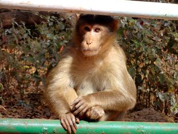 Portrait of monkey sitting on grass