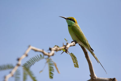 Low angle view of bird perching on branch against sky