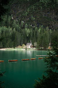 Scenic view of lake in forest