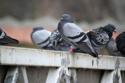Pigeons perching on railing