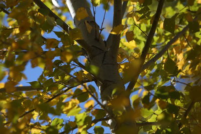 Low angle view of leaves on tree against sky