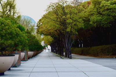 Empty footpath amidst trees in park