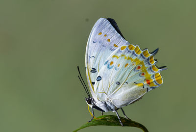 Close-up of butterfly on plant