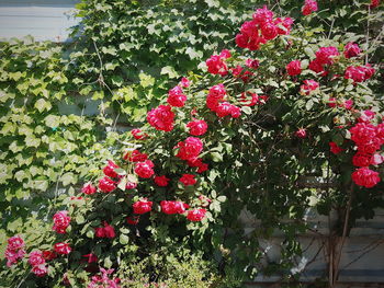 Red flowers blooming outdoors