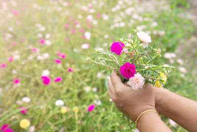 Midsection of woman holding pink flowering plant