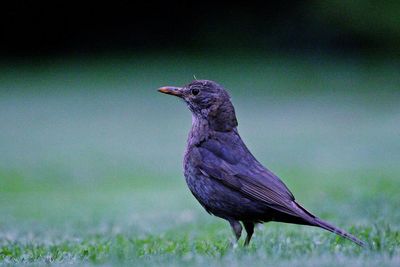 Close-up of bird perching on plant