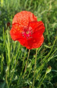 Close-up of red poppy blooming on field