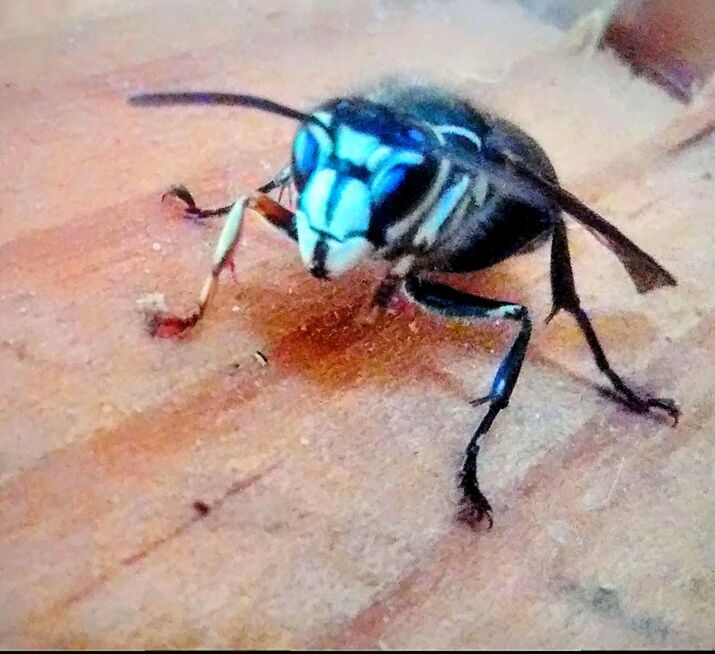 GRASSHOPPER ON FOOTPATH