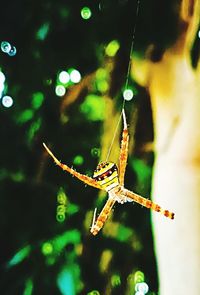 Close-up of spider on plant