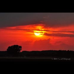 Silhouette of trees at sunset