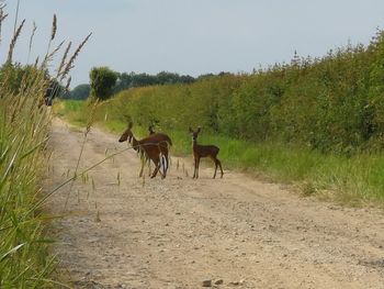 Horses in a field