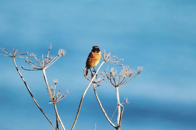 Low angle view of bird perching on branch against sky