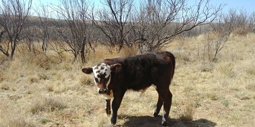 Horse standing in a field