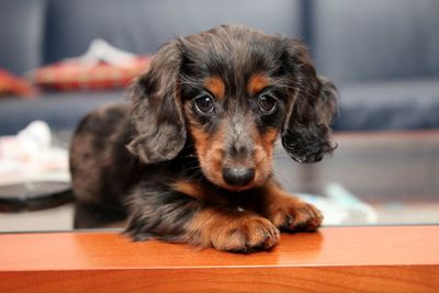 Portrait on dachshund puppy on table