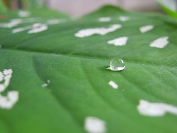 Close-up of water drops on leaf