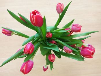 Close-up of tulip on table
