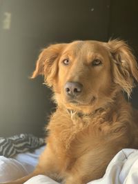 Portrait of dog looking away