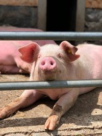 View of an animal in pen