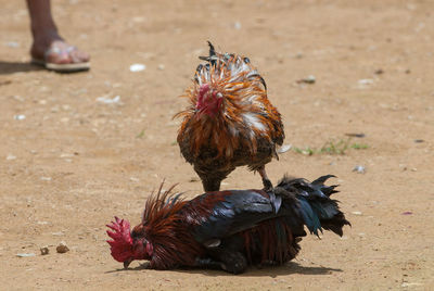 Close-up of rooster on field