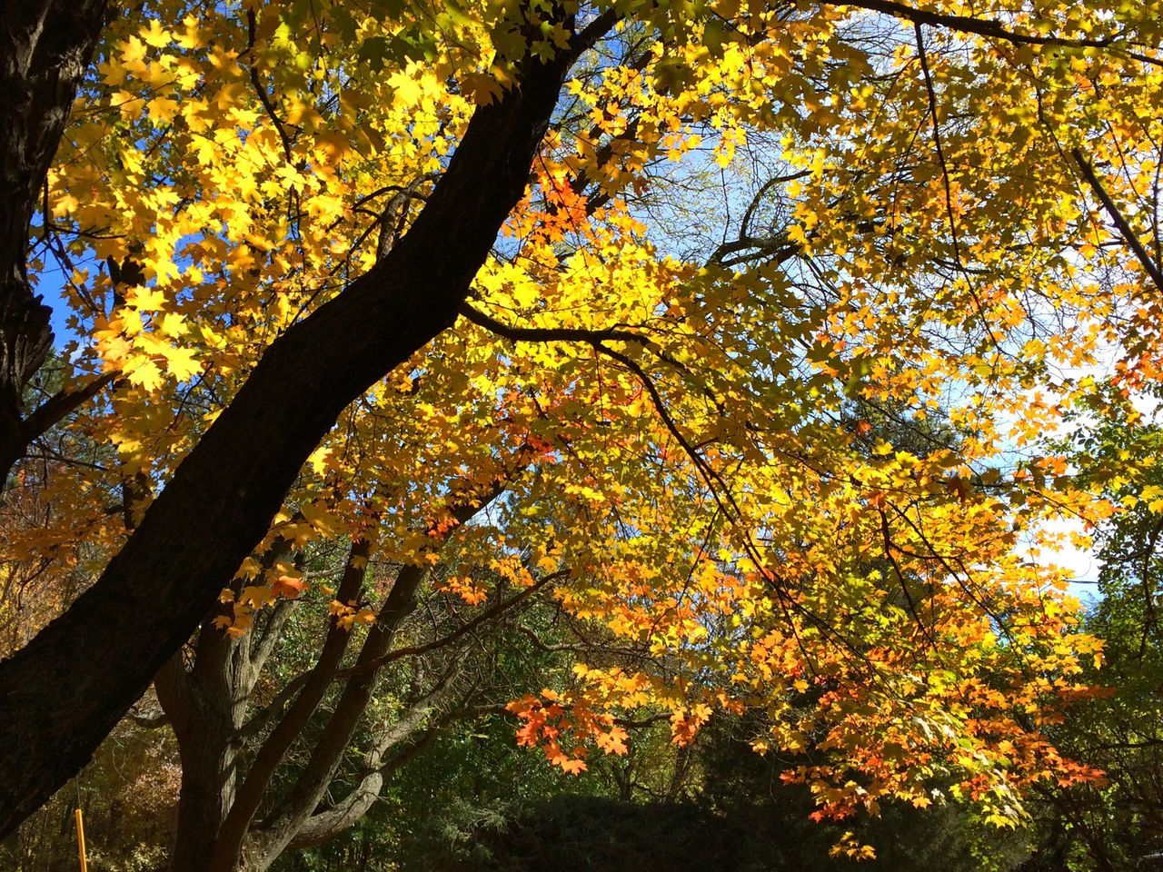 tree, yellow, branch, growth, autumn, beauty in nature, nature, change, low angle view, season, tranquility, flower, leaf, scenics, orange color, lush foliage, day, outdoors, no people, park - man made space