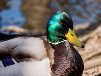 Close-up of a duck