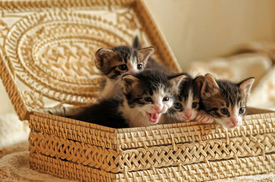 Cats relaxing in basket