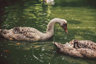 Birds in calm lake