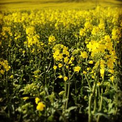 Close-up of yellow flower blooming in field