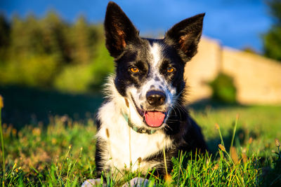 Portrait of dog on field