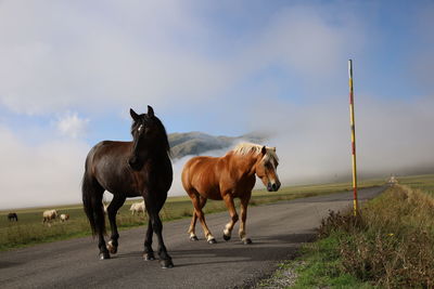 Horses on road against sky