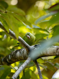 Close-up of bird perching on branch