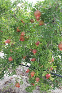 Close-up of fruits growing on plant