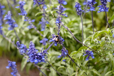 Close-up of bee pollinating on purple flowering plants