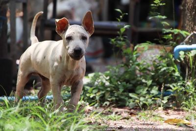 Portrait of dog standing on land