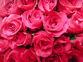 Close-up of red roses