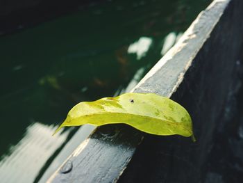 High angle view of insect on wood