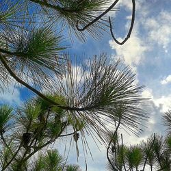 Low angle view of palm trees against blue sky